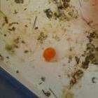 huevo de canario sin cascara